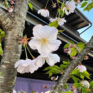 Rinn Kamiebisu Aparthotel Kyoto